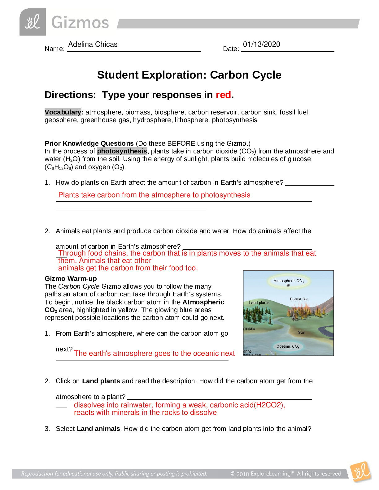 Student Exploration Carbon Cycle GIZMO