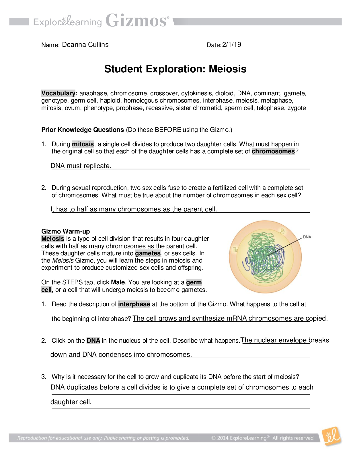 Meiosis Student Exploration