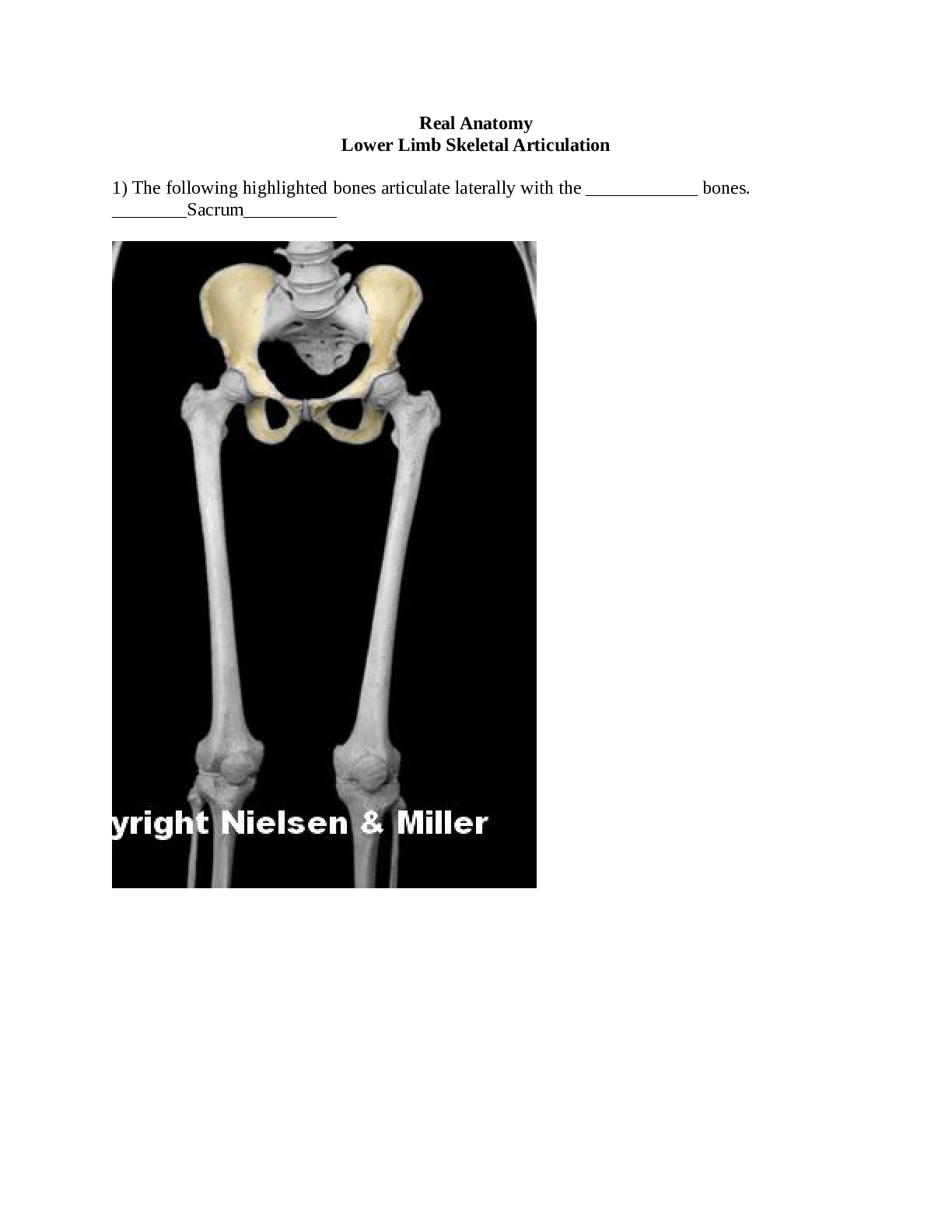 Real Anatomy Lower Limb Skeletal Articulation worksheet