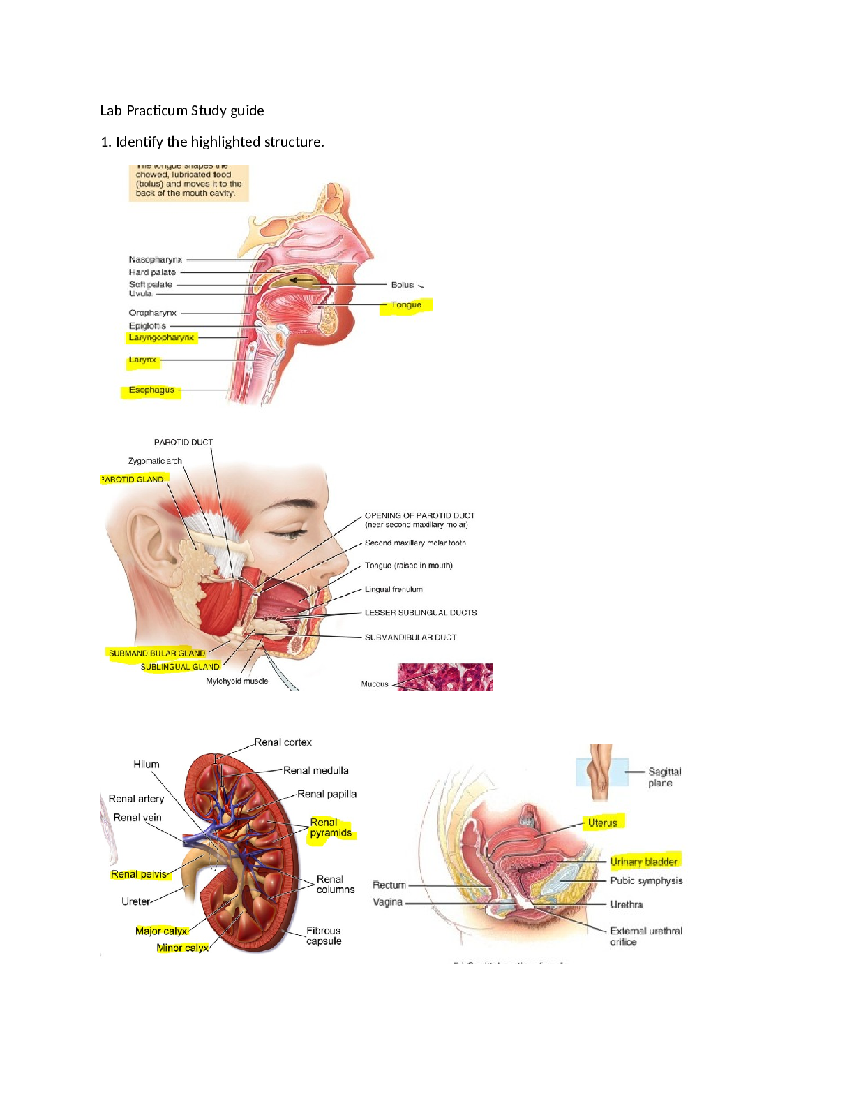 Lab Practicum Study guide