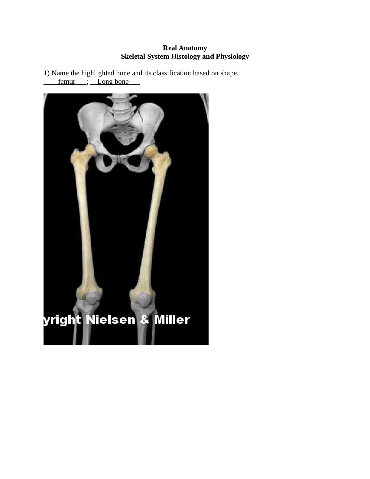 Skeletal System Histology and Physiology (Real Anatomy )