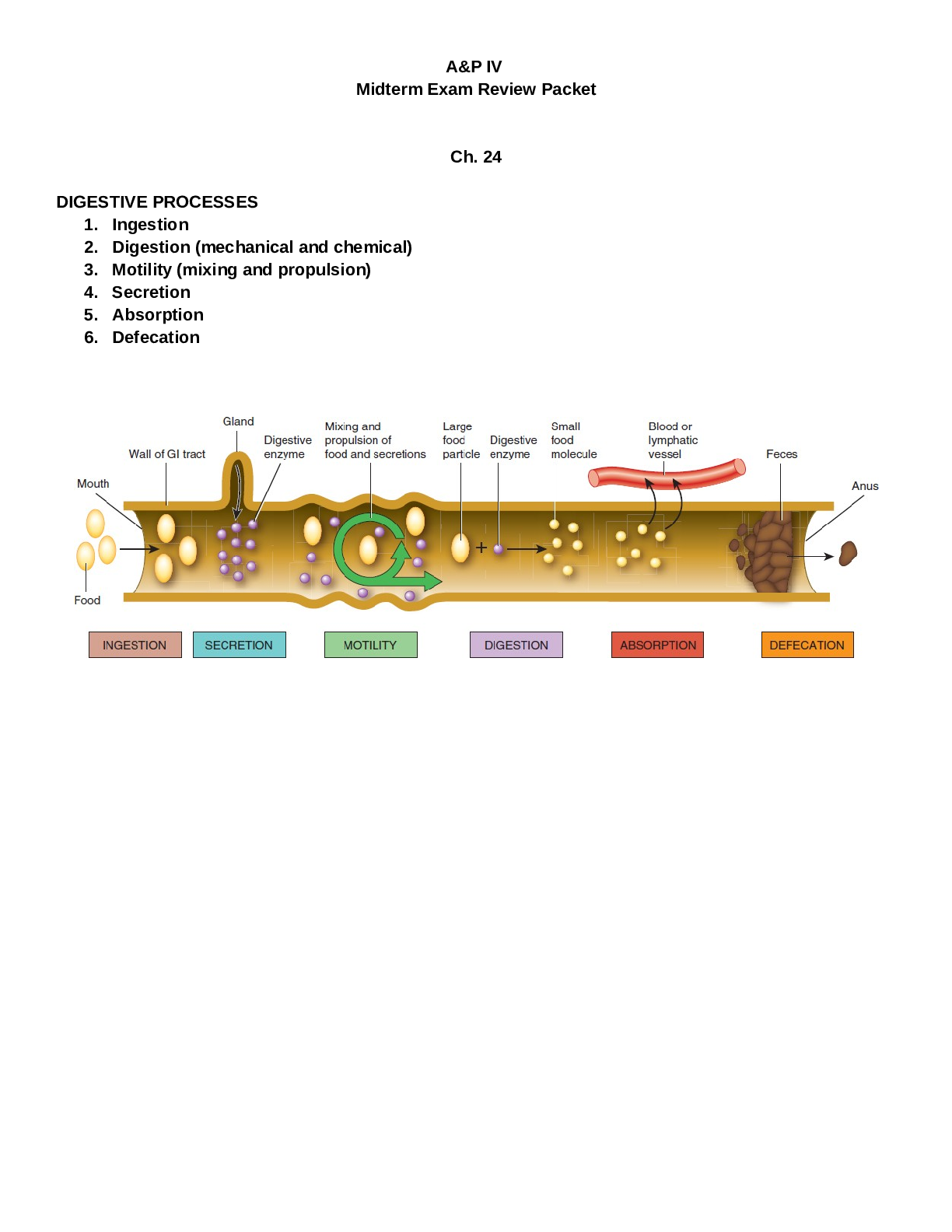 Newest BIOS 256 Midterm Exam Review packet
