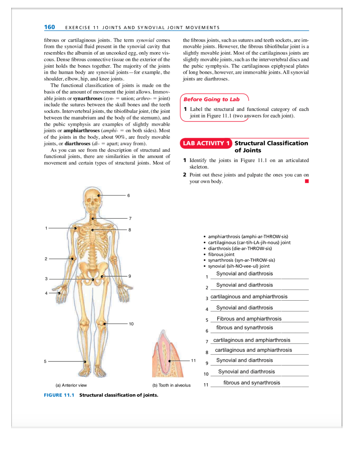 Exercise 11 Joints and Synovial joint movements