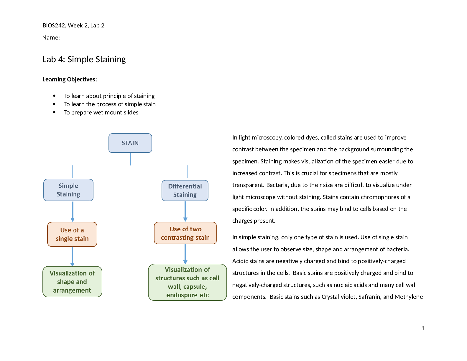 Lab 4: Simple Staining | BIOS242 Week 2 | Microbiology Lab Guide