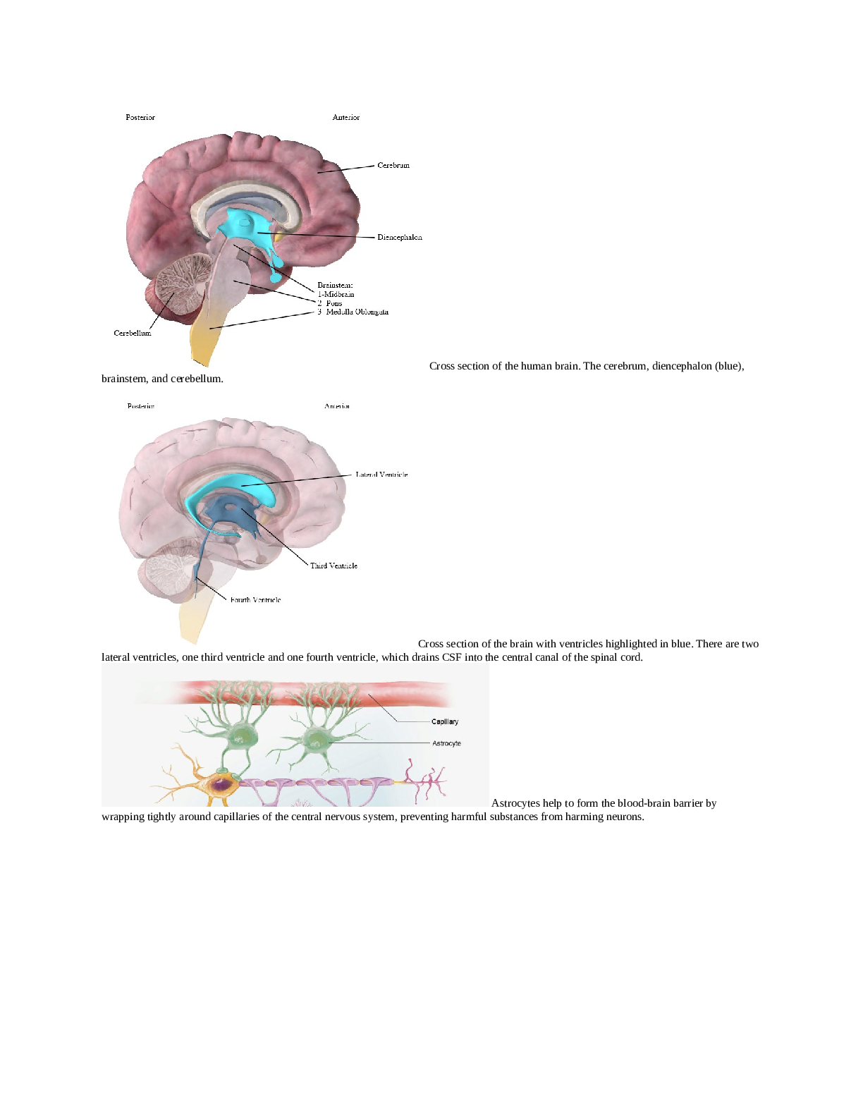 Bio152 module 2