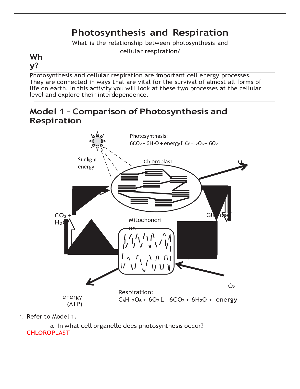 Photosynthesis and Respiration