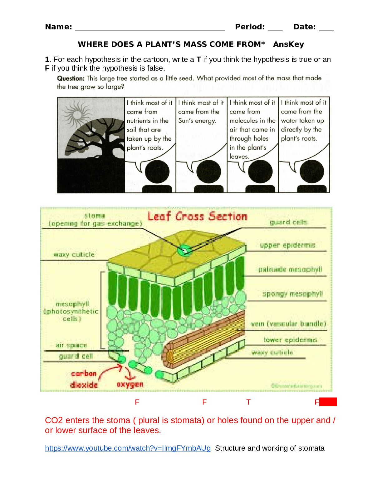WHERE DOES A PLANT’S MASS COME FROM* AnsKey